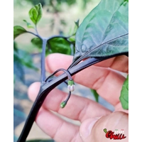 Delirio F4 (10+ Seeds) Delirio F4 (10+ Seeds)