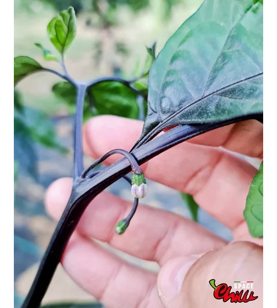 Delirio F4 (10+ Seeds)