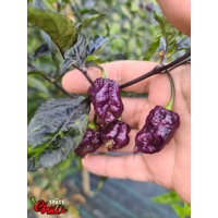 Delirio F4 (10+ Seeds) Delirio F4 (10+ Seeds)