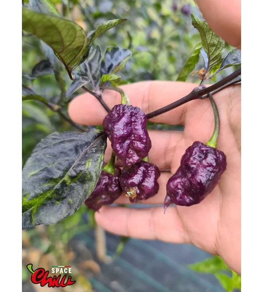 Delirio F4 (10+ Seeds)