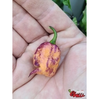 Delirio F4 (10+ Seeds) Delirio F4 (10+ Seeds)