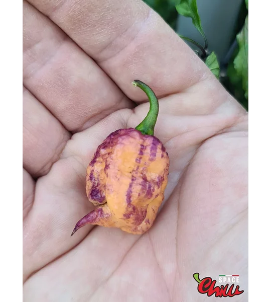 Delirio F4 (10+ Seeds)