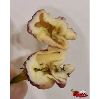 Delirio F4 (10+ Seeds) Delirio F4 (10+ Seeds)