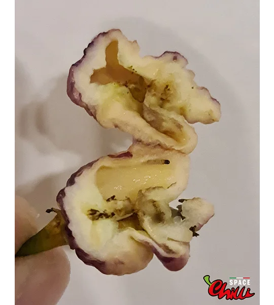 Delirio F4 (10+ Seeds)
