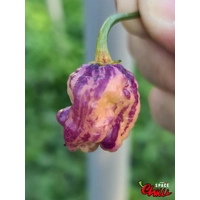 Delirio F4 (10+ Seeds) Delirio F4 (10+ Seeds)