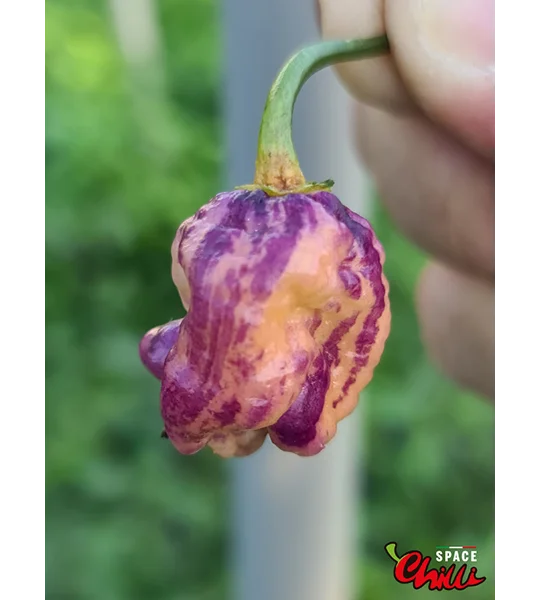 Delirio F4 (10+ Seeds)