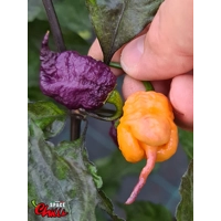 Delirio F4 (10+ Seeds) Delirio F4 (10+ Seeds)