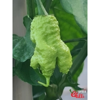 Euforia F8 (10+ Seeds) Euforia F8 (10+ Seeds)
