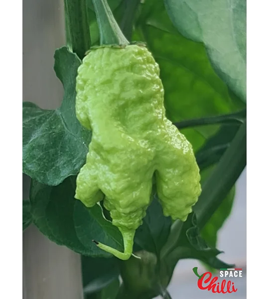 Euforia F8 (10+ Seeds)