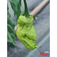 Euforia F8 (10+ Seeds) Euforia F8 (10+ Seeds)