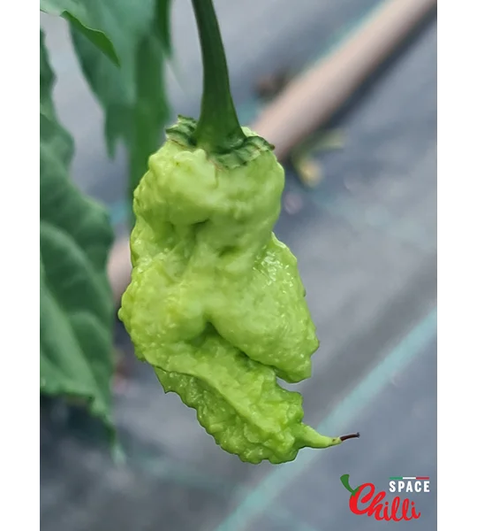 Euforia F8 (10+ Seeds)
