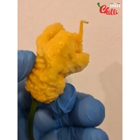 Euforia F8 (10+ Seeds) Euforia F8 (10+ Seeds)