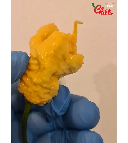 Euforia F8 (10+ Seeds)