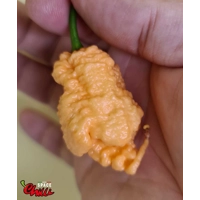 Euforia F8 (10+ Seeds) Euforia F8 (10+ Seeds)