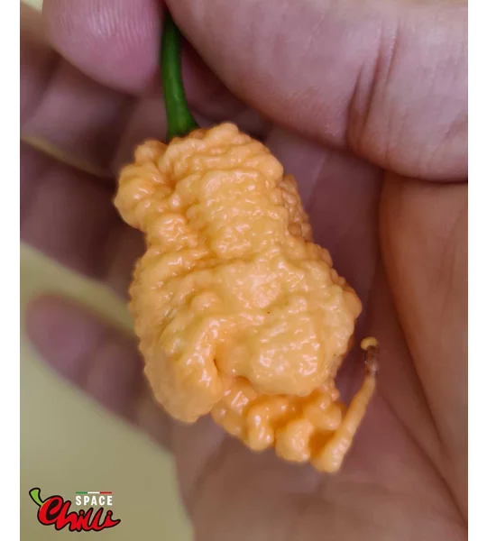 Euforia F8 (10+ Seeds)