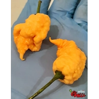 Euforia F8 (10+ Seeds) Euforia F8 (10+ Seeds)