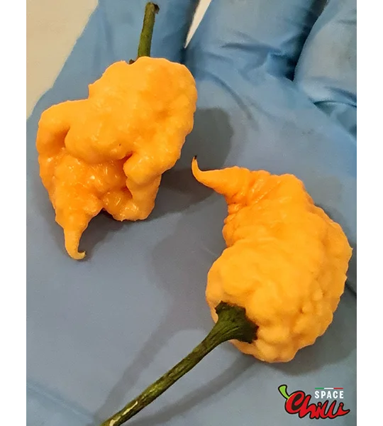 Euforia F8 (10+ Seeds)