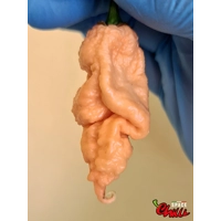 Euforia F8 (10+ Seeds) Euforia F8 (10+ Seeds)