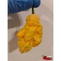 Euforia F8 (10+ Seeds) Euforia F8 (10+ Seeds)