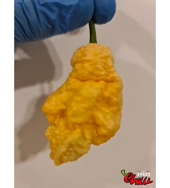 Euforia F8 (10+ Seeds)