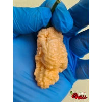 Euforia F8 (10+ Seeds) Euforia F8 (10+ Seeds)