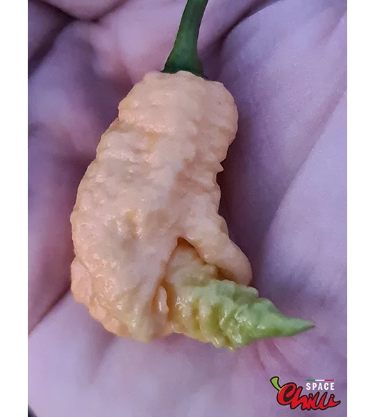 Euforia F8 (10+ Seeds)