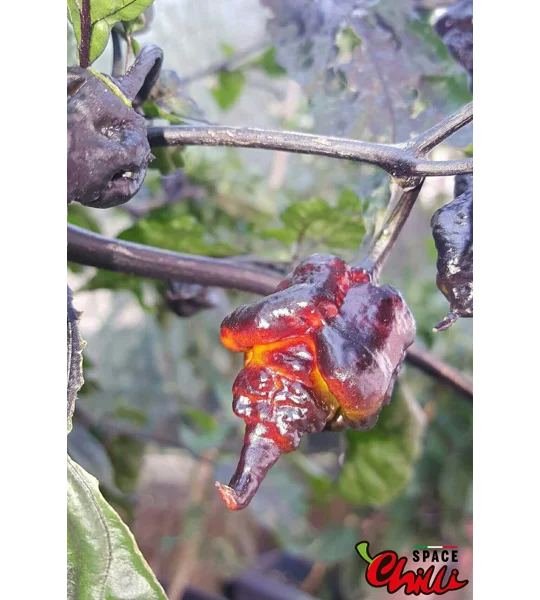 Leopard Reaper F8 (10+ Seeds)