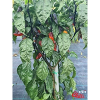 Freedom F3 (10+ Seeds) Freedom F3 (10+ Seeds)