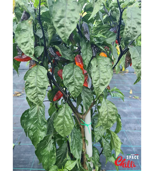 Freedom F3 (10+ Seeds)