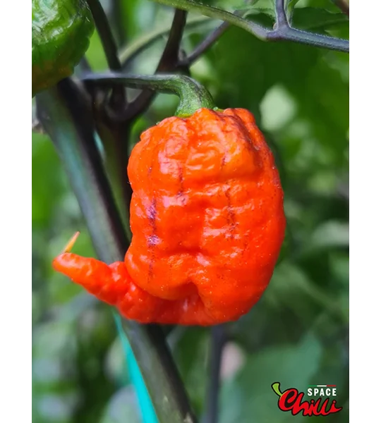 Freedom F3 (10+ Seeds)