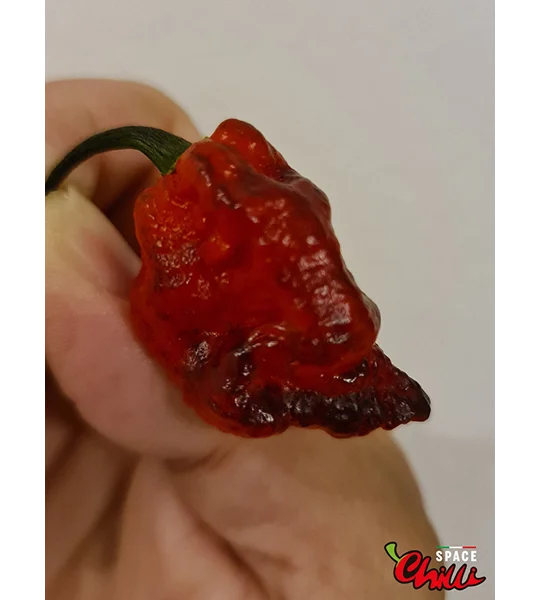 Freedom F3 (10+ Seeds)