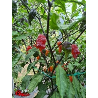 Freedom F3 (10+ Seeds) Freedom F3 (10+ Seeds)