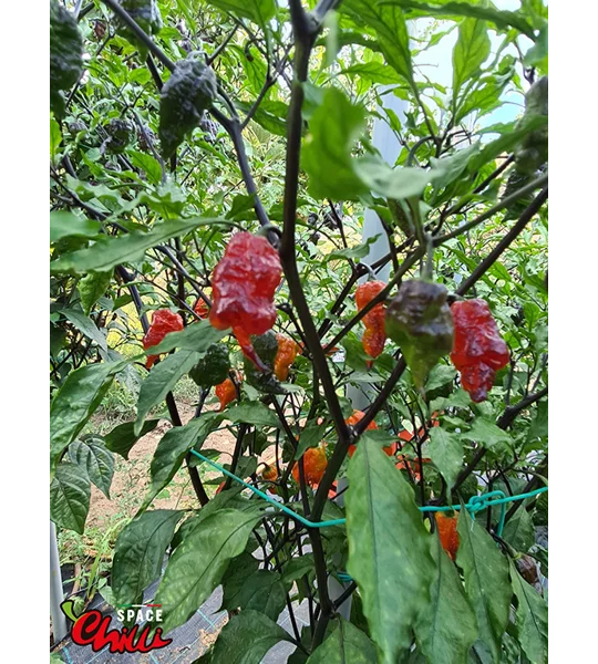 Freedom F3 (10+ Seeds)