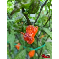 Freedom F3 (10+ Seeds) Freedom F3 (10+ Seeds)