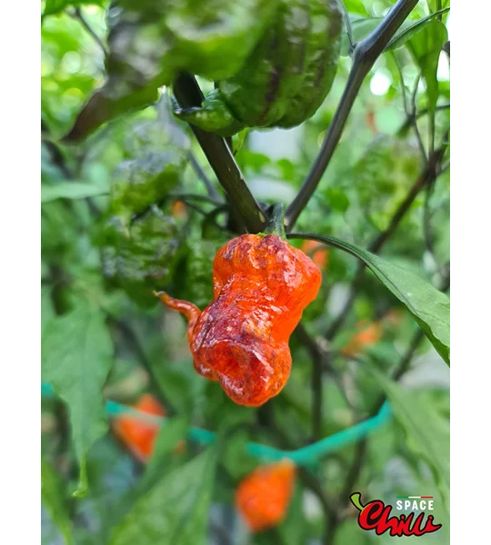 Freedom F3 (10+ Seeds)