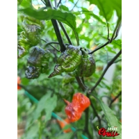 Freedom F3 (10+ Seeds) Freedom F3 (10+ Seeds)
