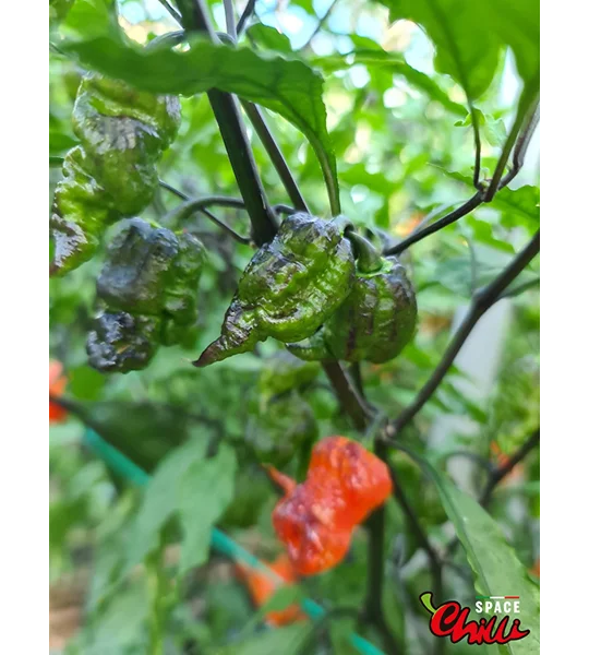 Freedom F3 (10+ Seeds)