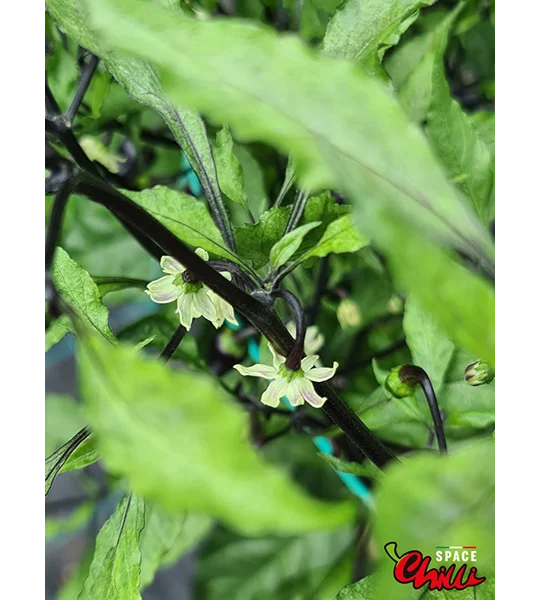 Freedom F3 (10+ Seeds)