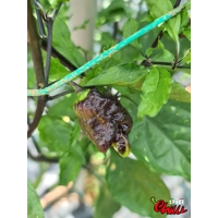 Freedom F3 (10+ Seeds) Freedom F3 (10+ Seeds)