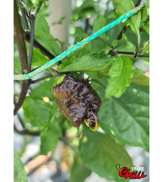 Freedom F3 (10+ Seeds)