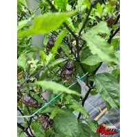 Freedom F3 (10+ Seeds) Freedom F3 (10+ Seeds)