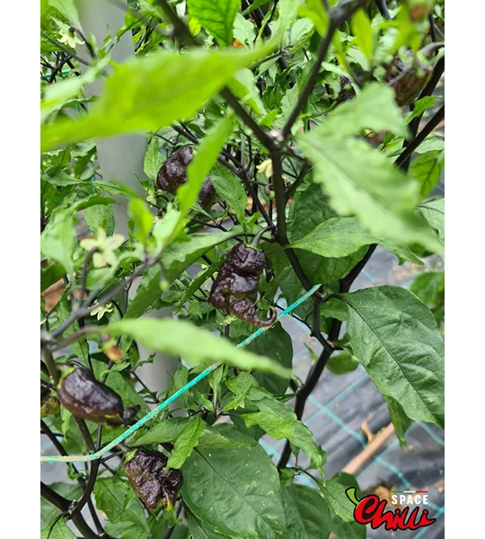 Freedom F3 (10+ Seeds)