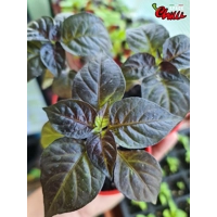 Freedom F3 (10+ Seeds) Freedom F3 (10+ Seeds)