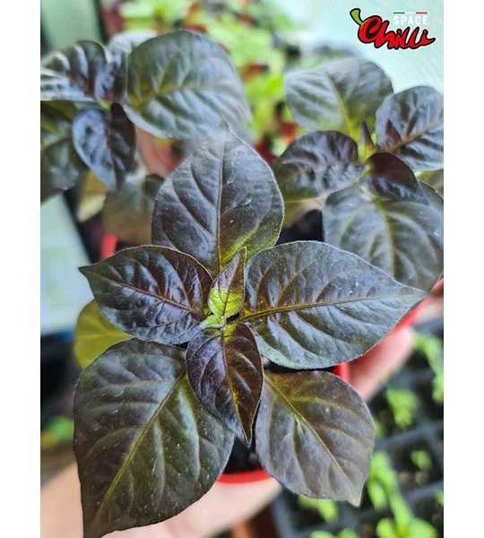 Freedom F3 (10+ Seeds)