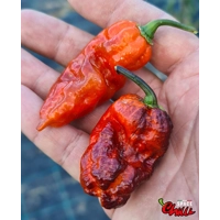 Freedom F3 (10+ Seeds) Freedom F3 (10+ Seeds)