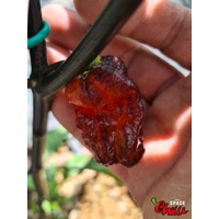 Freedom F3 (10+ Seeds) Freedom F3 (10+ Seeds)