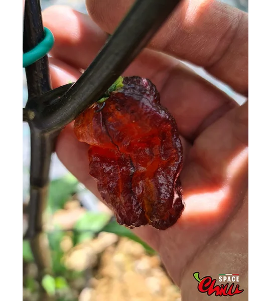 Freedom F3 (10+ Seeds)