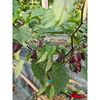 Freedom F3 (10+ Seeds) Freedom F3 (10+ Seeds)