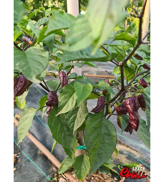 Freedom F3 (10+ Seeds)