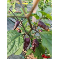 Freedom F3 (10+ Seeds) Freedom F3 (10+ Seeds)